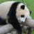 天王寺動物園にパンダはいる？その他子供連れに役立つ情報！